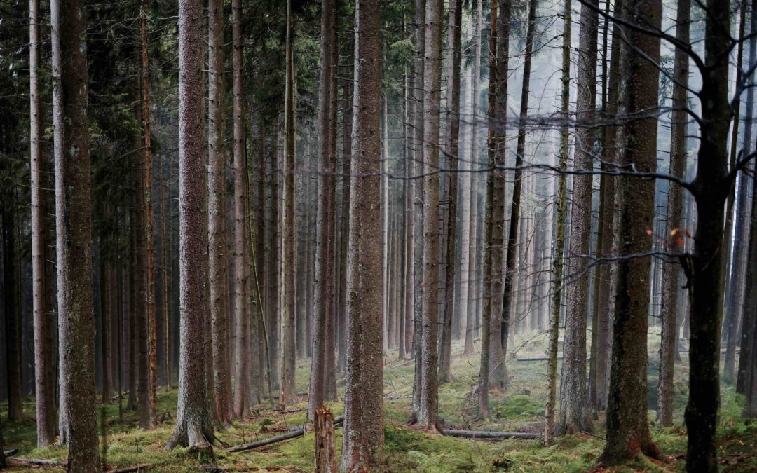 Absatz von Pelletanlagen schießt weiter in die Höhe Heizungsbranche verpasst die Million